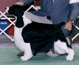 Dexter goes Winners Dog at the USA National handled by Steve Dainard