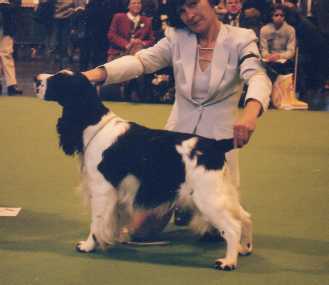 3rd place - Crufts 2000!!