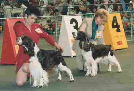 Max & litter sister Holly  contest BOB Brisbane Royal Show