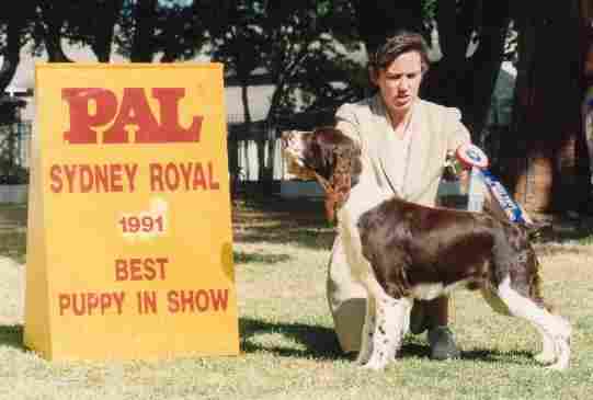 Puppy in Show - Sydney Royal Show. Handled by Joanne Reimer