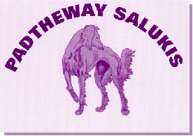 Padtheway Salukis