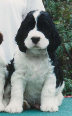 "Sam" at 8 weeks