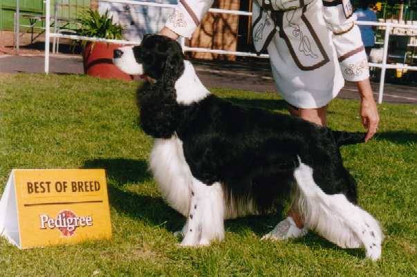 Best of Breed Melbourne Royal Show 2001